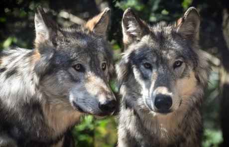 Domestication and selective breeding limits facial expressions in dogs compared to wolves