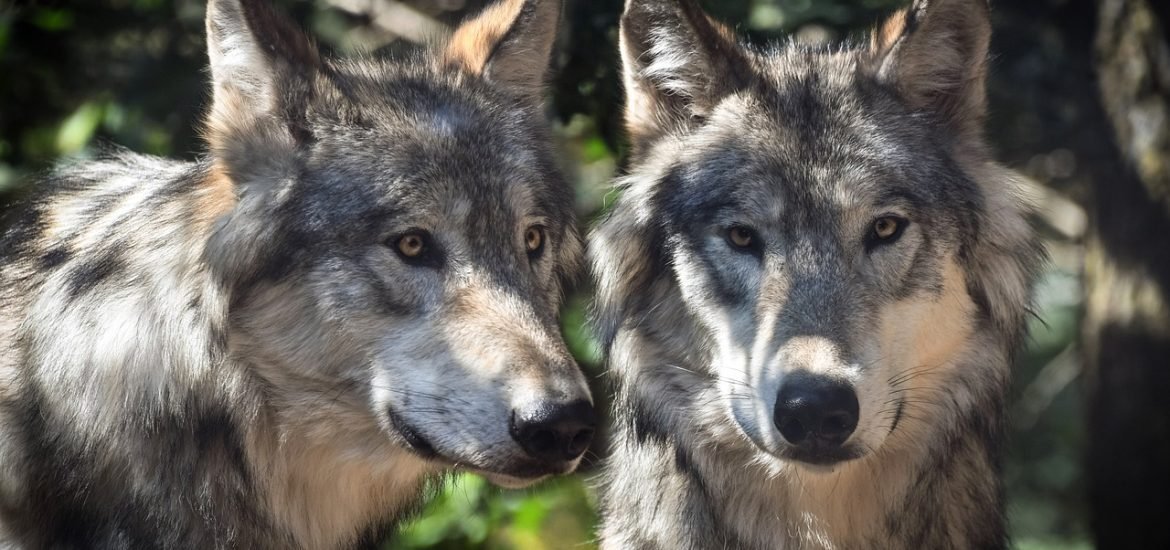 Domestication and selective breeding limits facial expressions in dogs compared to wolves