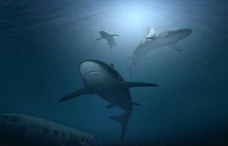 Sharks have lost functional diversity in the last 10 million years