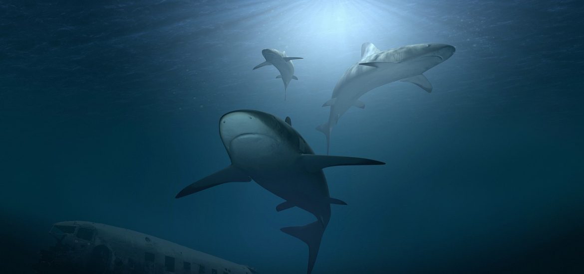 Sharks have lost functional diversity in the last 10 million years