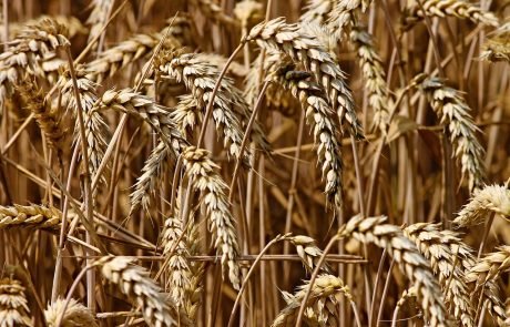 AI systems to predict crop yields