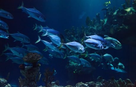 New mechanism to explain how fish can locate sounds underwater