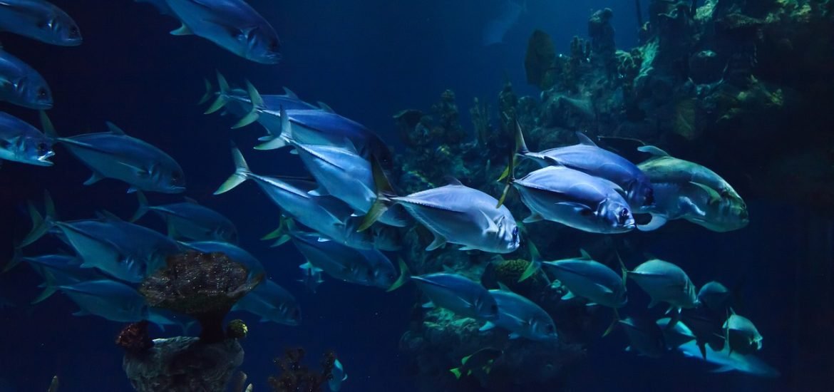 New mechanism to explain how fish can locate sounds underwater