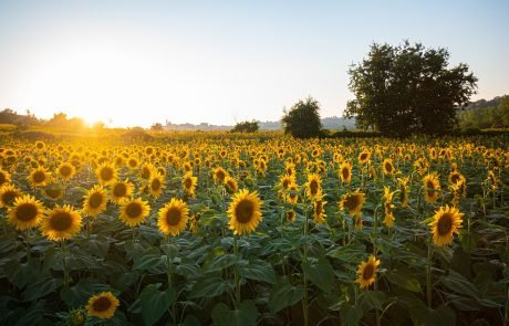 CO2 passes through plants faster than previously thought