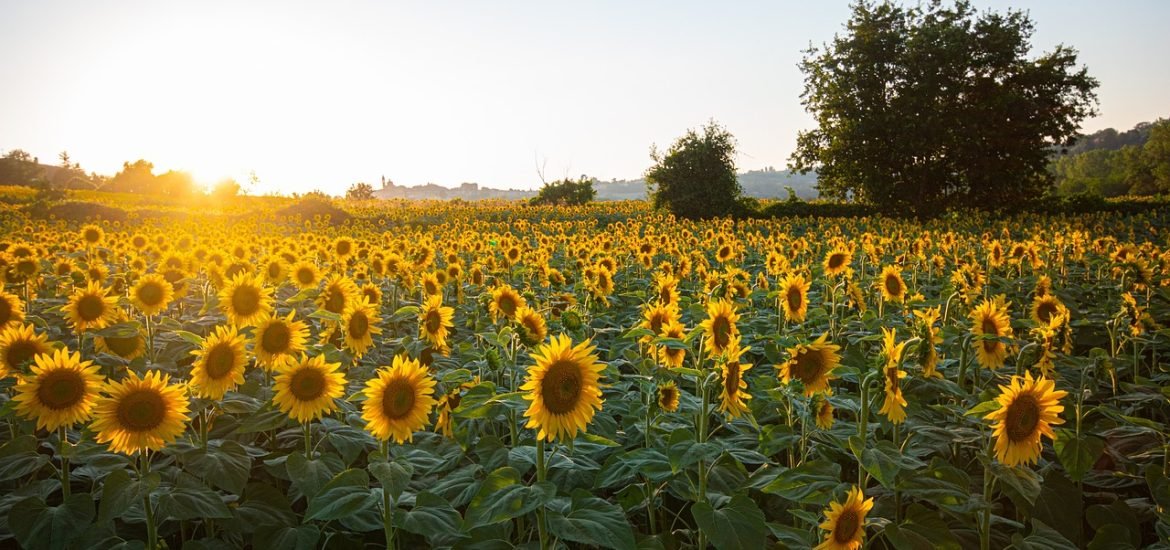 CO2 passes through plants faster than previously thought