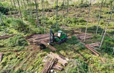 Even logged forests have some ecological value