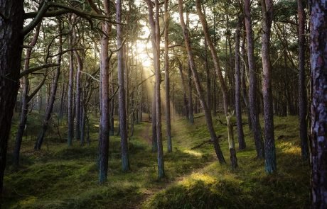 Bacteria in tree bark can remove methane from the atmosphere