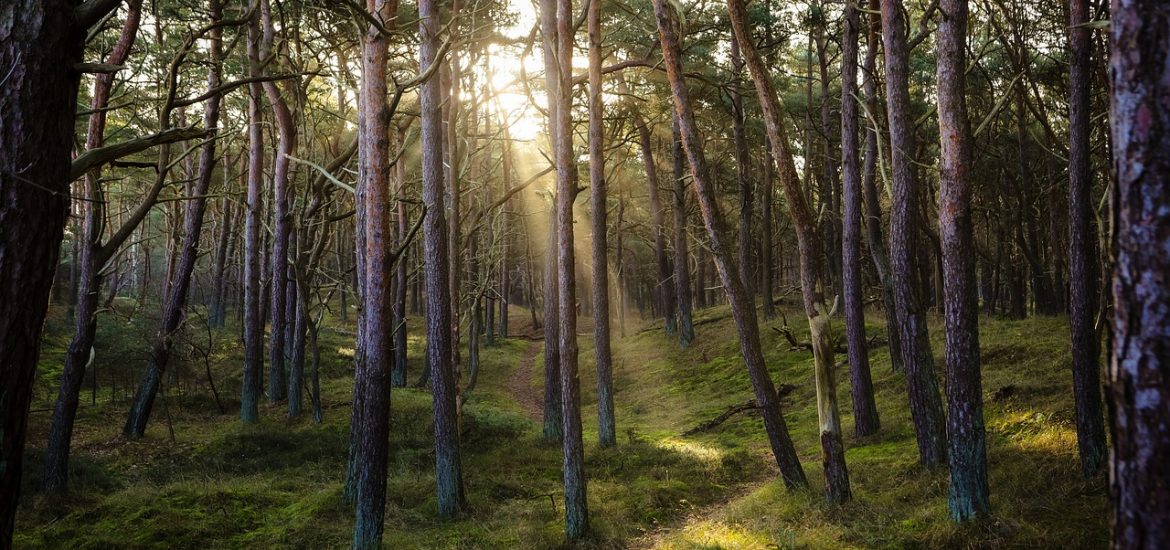 Bacteria in tree bark can remove methane from the atmosphere