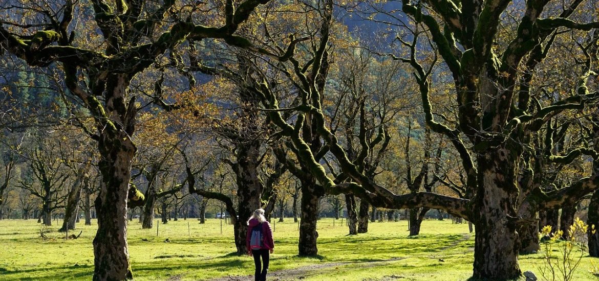 Forest restoration can help the environment and people at the same time