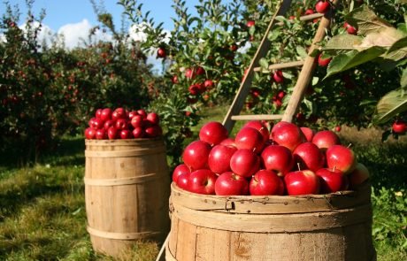 Solar panels can be used to help farms