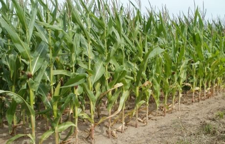 Growing maize to produce biomethane releases more CO2 than using natural gas