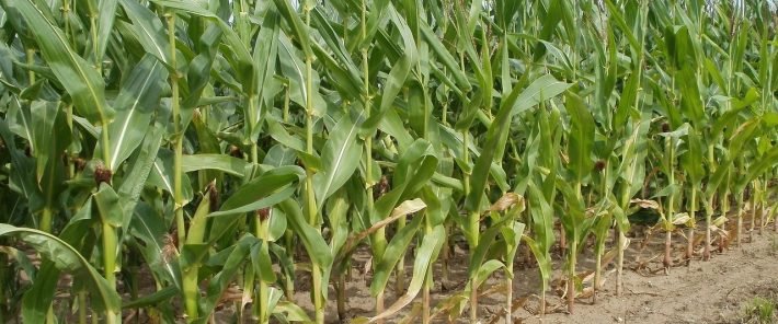 Growing maize to produce biomethane releases more CO2 than using natural gas