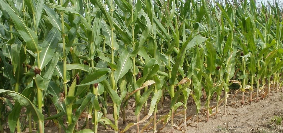 Growing maize to produce biomethane releases more CO2 than using natural gas