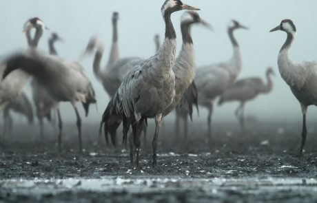 Cranes have a complex relationship with their environment