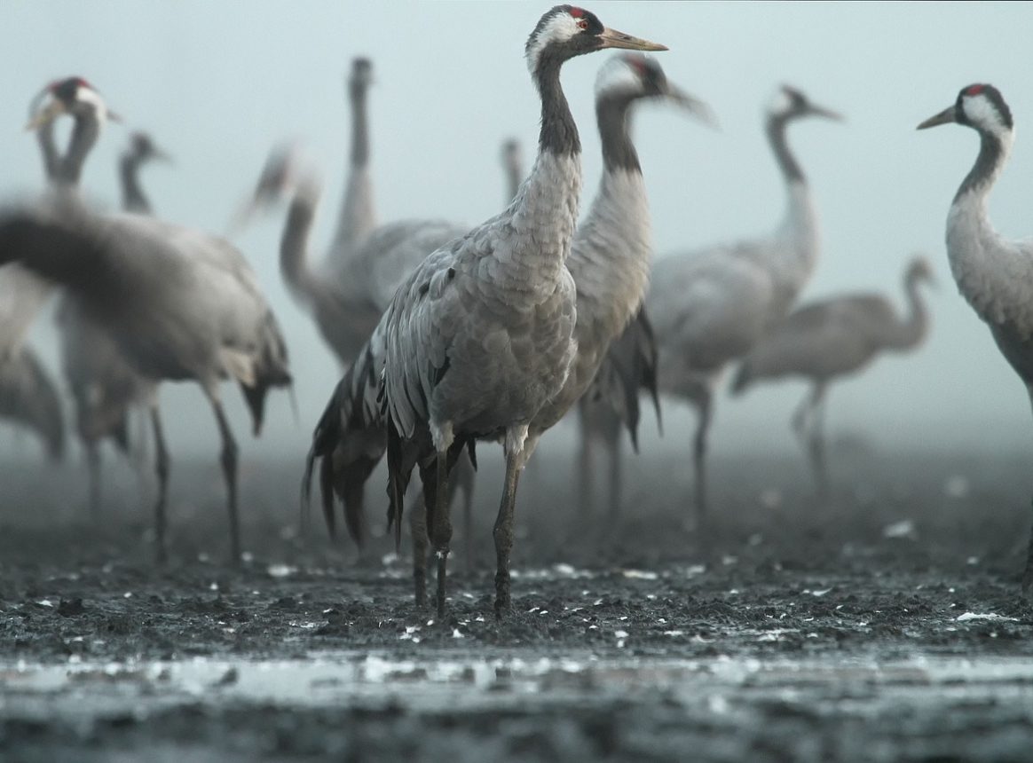 Cranes have a complex relationship with their environment