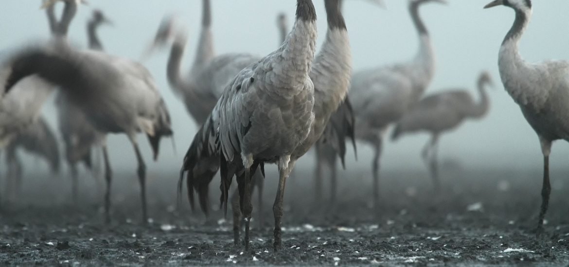 Cranes have a complex relationship with their environment