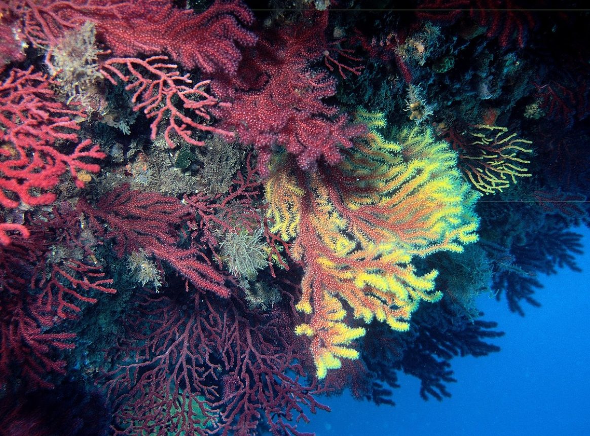 Mediterranean coral species are becoming less resilient to heatwaves