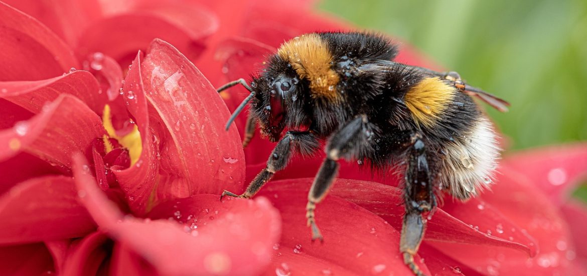 Bees are severely affected by microplastic