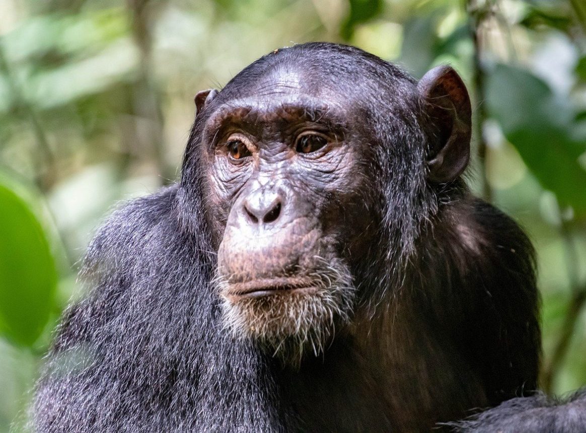 Chimpanzees have the ability to perform the same complex behaviours as humans