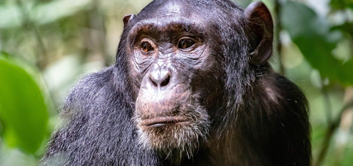 Chimpanzees have the ability to perform the same complex behaviours as humans