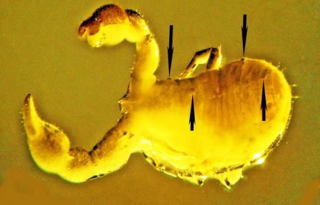 Forscher entdecken ungewöhnliche Parasiten in Bernstein