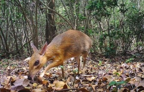 Small deer-like chevrotain ‘rediscovered’ in Vietnam