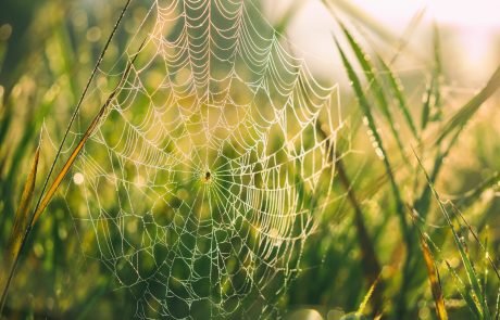 Scientists create ‘super wood’ stronger than spider silk