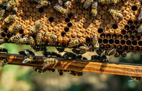 EU bans neonicotinoid pesticides linked to harming bees