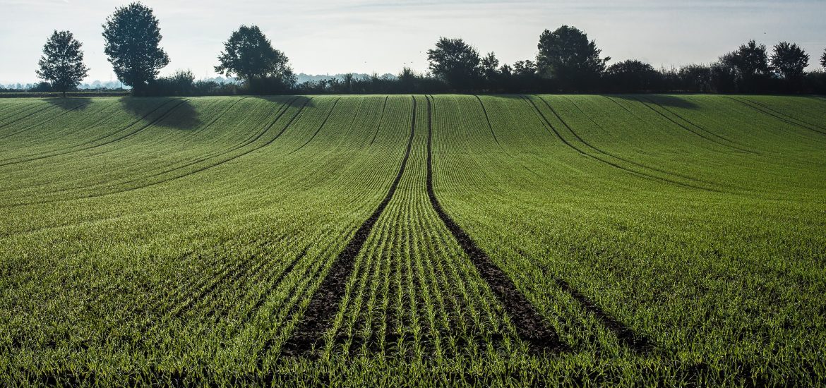 Nouveau record pour le marché mondial du Bio