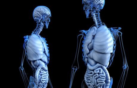Scientists uncover a “new organ” in the human body