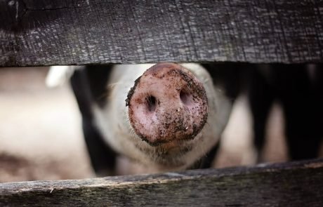 Environmental groups call for EU animal farming reform