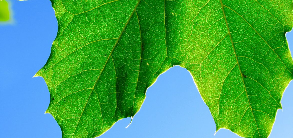 Scientists discover new type of photosynthesis