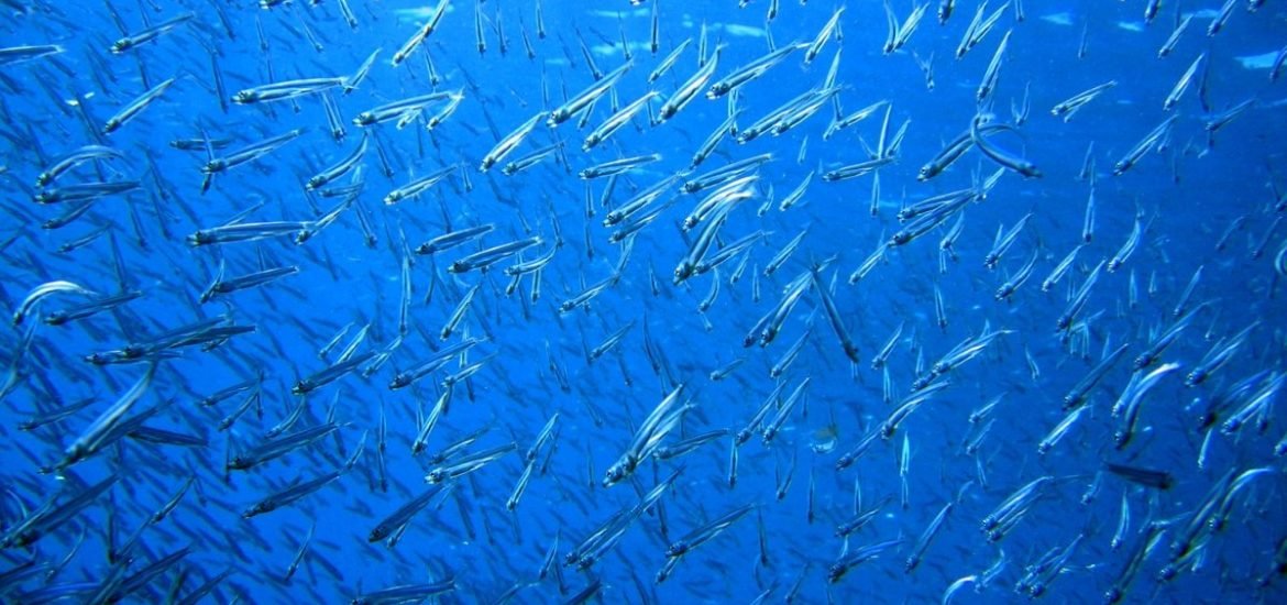 Intensive marine harvesting causes rapid evolutionary changes in fish