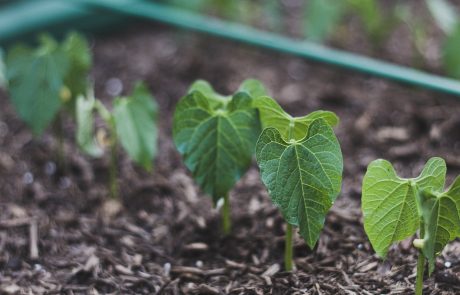 Connecting the dots: microbiomes are as important for plant health as gut health