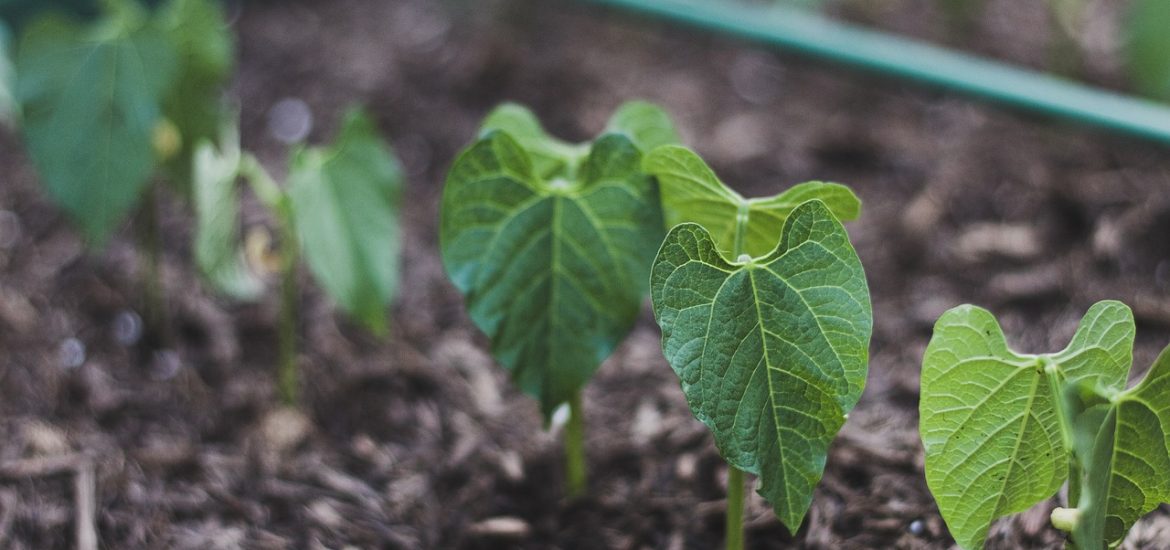 Connecting the dots: microbiomes are as important for plant health as gut health