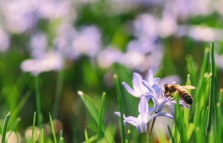 ‘Bee-friendly’ pesticides may be equally harmful to bees