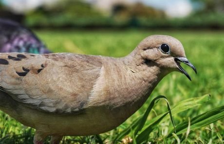 Ohne den Menschen fühlen sich Vögel auch in der Stadt wohl