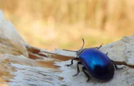 Climate change may be causing beetles to shrink