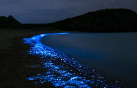 Neues Ozeanmodell: Forscher simulieren Planktonbewegungen im Tag-Nacht-Zyklus