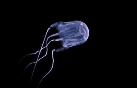 A possible antidote to the deadly box jellyfish sting