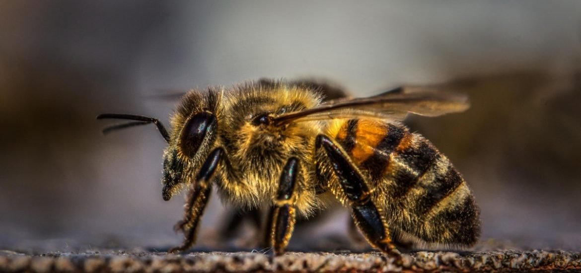 Brainy bees: honeybees can add and subtract, a new study suggests