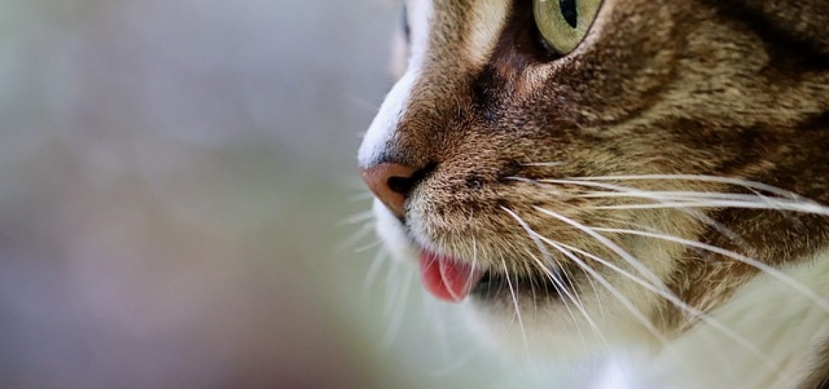 Hauskatzen überraschen mit außerordentlichem Geruchssinn