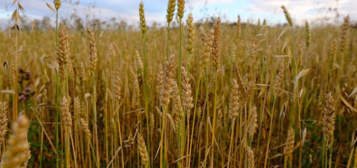 Re-emergence of wheat disease threatens European crops