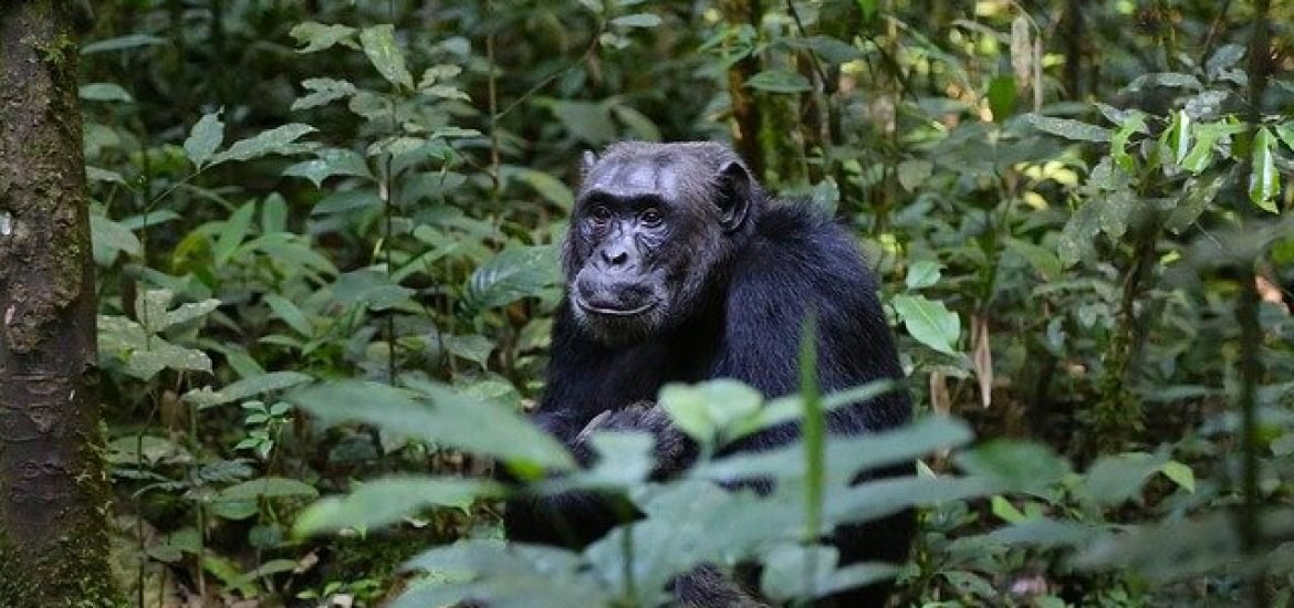 Selbst wildlebende Schimpansen tragen bereits antibiotikaresistente Bakterien in sich