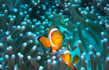 Zählende Nemos: Clownfische identifizieren Artgenossen anhand der Anzahl weißer Streifen