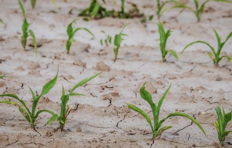 Reviving Africa’s Indigenous Crops: A Key to Fighting Hunger and Climate Change