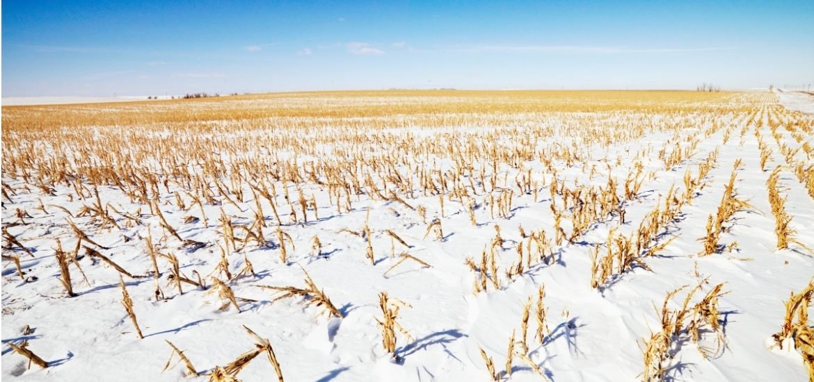 Cover crops may be increasing winter temperatures