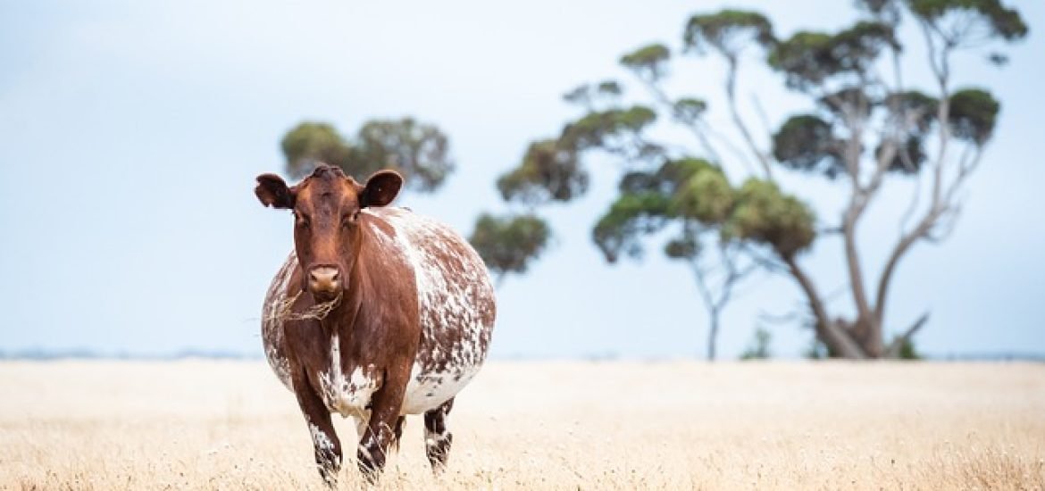 Methanbelastung: Experten fordern „emissionsarme Kühe“