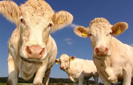 « Les vaches étaient là avant le moteur thermique  » Juan Pascual (Interview) 