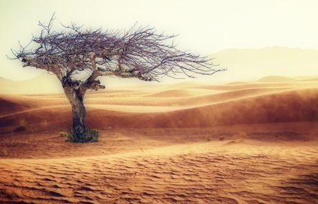 Wissenschaftler entdecken mithilfe Künstlicher Intelligenz knapp 2 Milliarden Bäume in Sahara und Sahel